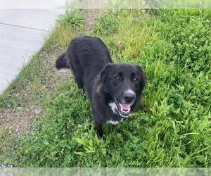 Border Collie-Great Pyrenees Mix Dogs for adoption in San Martin, CA, USA