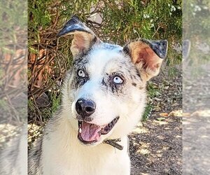 Australian Shepherd-Siberian Husky Mix Dogs for adoption in Albuquerque, NM, USA