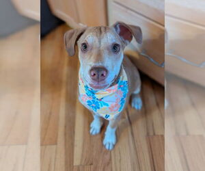 Mutt Dogs for adoption in Sandy, UT, USA