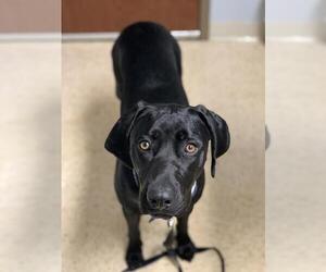 Lab-Pointer Dogs for adoption in Fenton, MO, USA