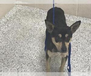 American Rat Pinscher Dogs for adoption in Conroe, TX, USA