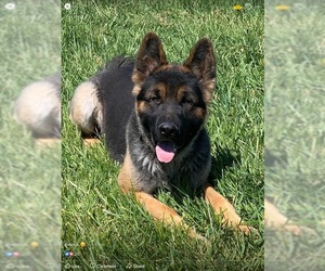 German Shepherd Dog Dogs for adoption in Bellevue, WA, USA