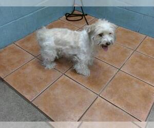 Maltese Dogs for adoption in Downey, CA, USA