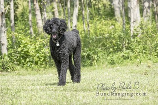 Medium Photo #1 Poodle (Standard) Puppy For Sale in Bowmanville, , USA