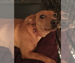 Chiweenie Dogs for adoption in Tonopah, AZ, USA