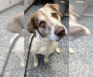 Labrador Retriever-Unknown Mix Dogs for adoption in Jackson , NJ, USA