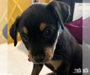 Colonial Cocker Spaniel-Unknown Mix Dogs for adoption in Washington, DC, USA