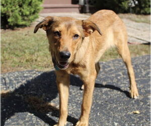 Mutt Dogs for adoption in Plainfield, IL, USA