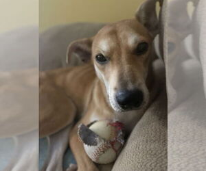 Carolina Dog-Unknown Mix Dogs for adoption in New Orleans, LA, USA