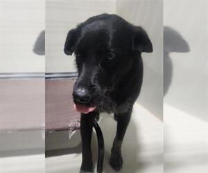 Border Collie-Unknown Mix Dogs for adoption in Bakersfield, CA, USA
