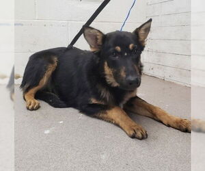 German Shepherd Dog Dogs for adoption in San Bernardino, CA, USA