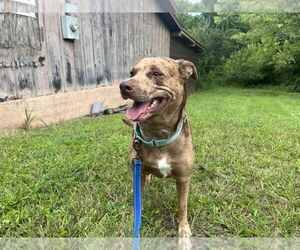 Mutt Dogs for adoption in Candler, NC, USA