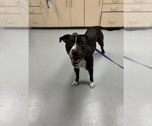 American Staffordshire Terrier Dogs for adoption in St. Cloud, FL, USA