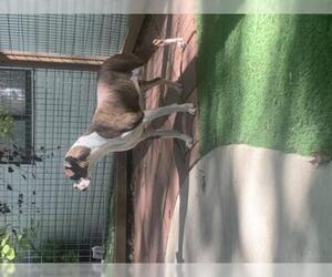 Boxer Dogs for adoption in Leavenworth, KS, USA