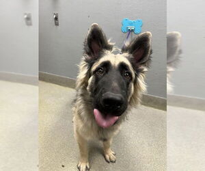German Shepherd Dog-Unknown Mix Dogs for adoption in Las Vegas, NV, USA