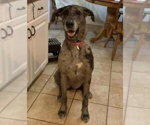 Great Dane Dogs for adoption in Boerne, TX, USA