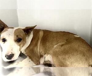 American Pit Bull Terrier Dogs for adoption in Houston, TX, USA
