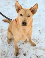 Medium Photo #1 Labrador Retriever-Unknown Mix Puppy For Sale in Ann Arbor, MI, USA