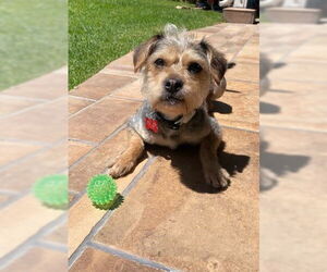 Mutt Dogs for adoption in San Diego, CA, USA