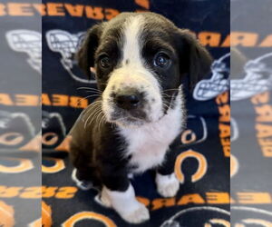 Labrador Retriever-Unknown Mix Dogs for adoption in Mundelein, IL, USA