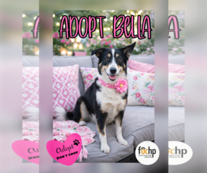 Border Collie Dogs for adoption in Menifee, CA, USA