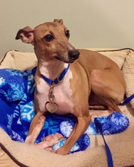 Italian Greyhound Dogs for adoption in Lawrence, KS, USA