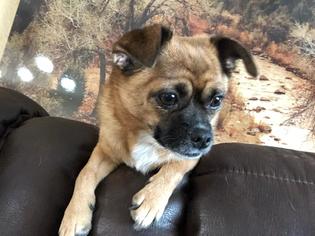 Chug Dogs for adoption in CHANDLER, AZ, USA