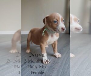 American Pit Bull Terrier-Unknown Mix Dogs for adoption in Jacksonville, NC, USA