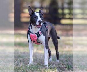 Small American Pit Bull Terrier-Canaan Dog Mix