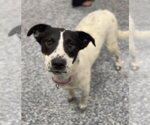 Australian Shepherd-Irish Wolfhound Mix Dogs for adoption in Bemidji, MN, USA