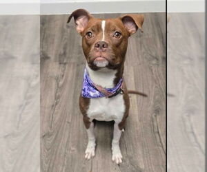American Staffordshire Terrier-Boxer Mix Dogs for adoption in Lakewood, CO, USA