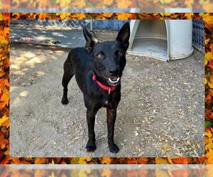 Australian Kelpie Dogs for adoption in Ojai, CA, USA