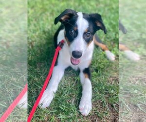 Border-Aussie Dogs for adoption in Chester, NJ, USA