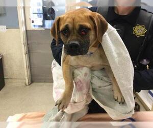 Puggle Dogs for adoption in Riverside, CA, USA