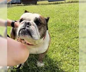 Bulldog-Unknown Mix Dogs for adoption in Jackson Township, NJ, USA