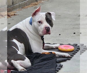 Mutt Dogs for adoption in Rancho Cucamonga, CA, USA
