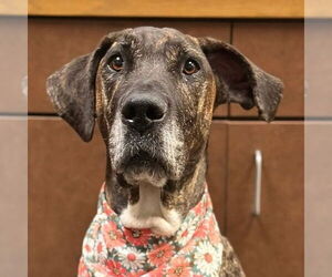 Great Dane-Unknown Mix Dogs for adoption in Canton, CT, USA