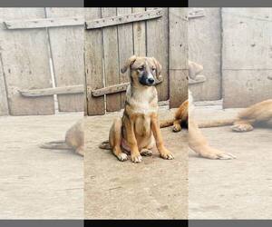 Mutt Dogs for adoption in NYC, NY, USA