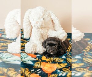 Medium Photo #3 Dachshund Puppy For Sale in Crystal , MN, USA