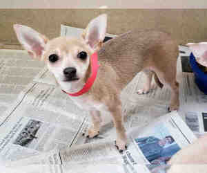 Chihuahua Dogs for adoption in Raleigh, NC, USA