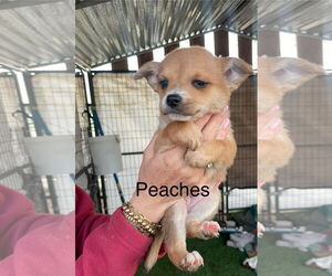 Mutt Dogs for adoption in Turlock, CA, USA