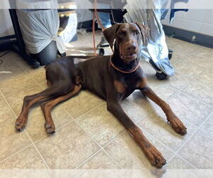 Doberman Pinscher Dogs for adoption in Raleigh, NC, USA