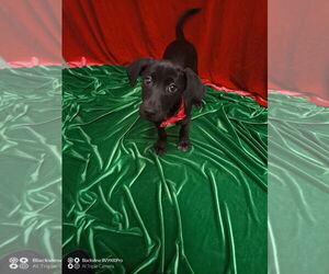 Mutt Dogs for adoption in Sterling, MA, USA