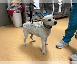 Mutt Dogs for adoption in Martinez, CA, USA