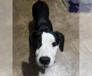 American Staffordshire Terrier Dogs for adoption in San Antonio, TX, USA