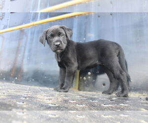 Labrador Retriever-Unknown Mix Dogs for adoption in New London, WI, USA