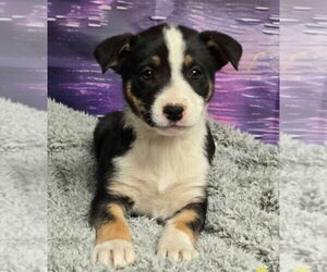 Sheprador Dogs for adoption in Lakewood, CO, USA