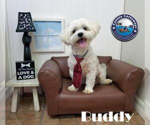 Maltipoo Dogs for adoption in Arcadia, FL, USA