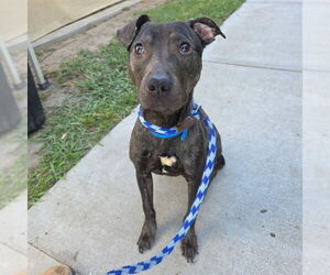 American Pit Bull Terrier-Unknown Mix Dogs for adoption in Long Beach, CA, USA
