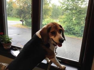 Beagle Dogs for adoption in Orleans, VT, USA